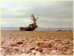 Tabas desert central Iran